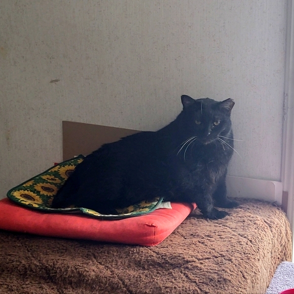 Meet your Posher, Catmam58 - Picture 6 of 16